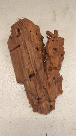 Trærod 25-37cm - Mangrove